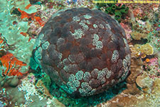 cushion star